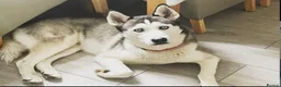 Siberian Husky dogs for sale: Stunning husky puppies - RARE white/cream  - Advert 23
