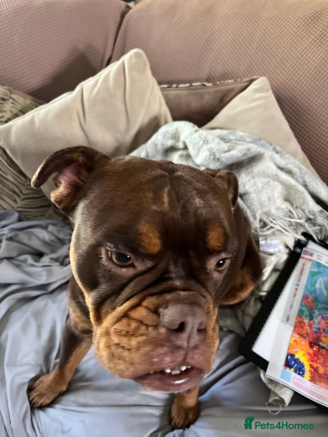 Olde English Bulldogge dogs for sale: Loving oldEngland Bulldog Lookingfor a 4eva Home  - Advert 14