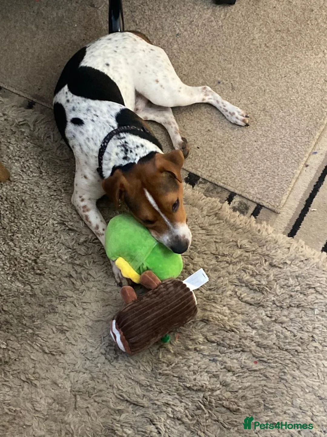 Mixed Breed dogs for sale: Jack Russell Cross need loving home - Advert 2