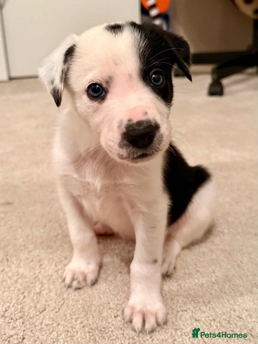 Border Collie dogs for sale: Litter of 5 border collies for sale - Image 17