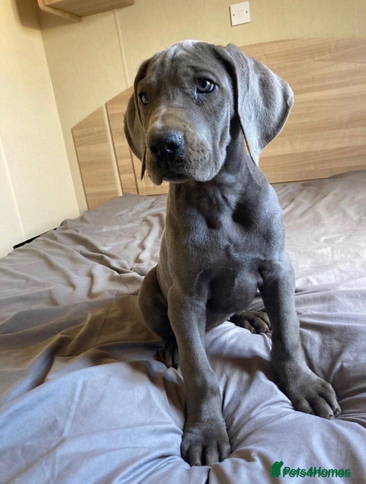Great Dane dogs Blue Great Dane puppies  - Advert 2