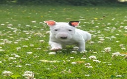 English Bull Terrier dogs for sale: Outstanding male bull terriers  - Image 8