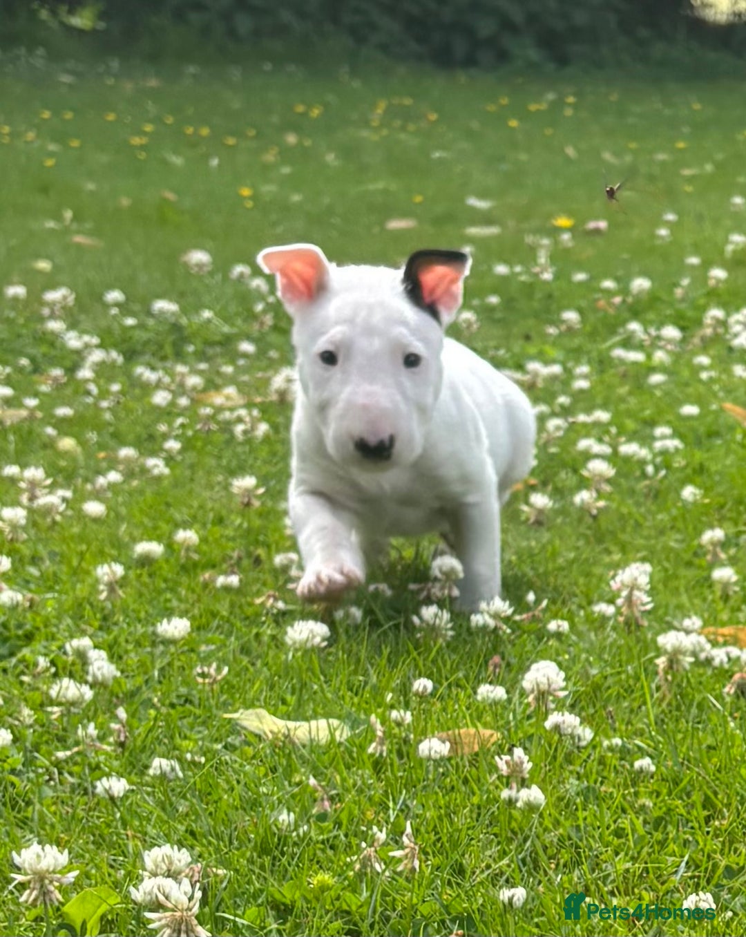 English Bull Terrier dogs for sale: Outstanding male bull terriers  - Image 8