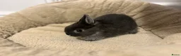 Netherland Dwarf rabbits for sale: 2 boys and 1 girl neverland dwarf rabbits  - Advert 3