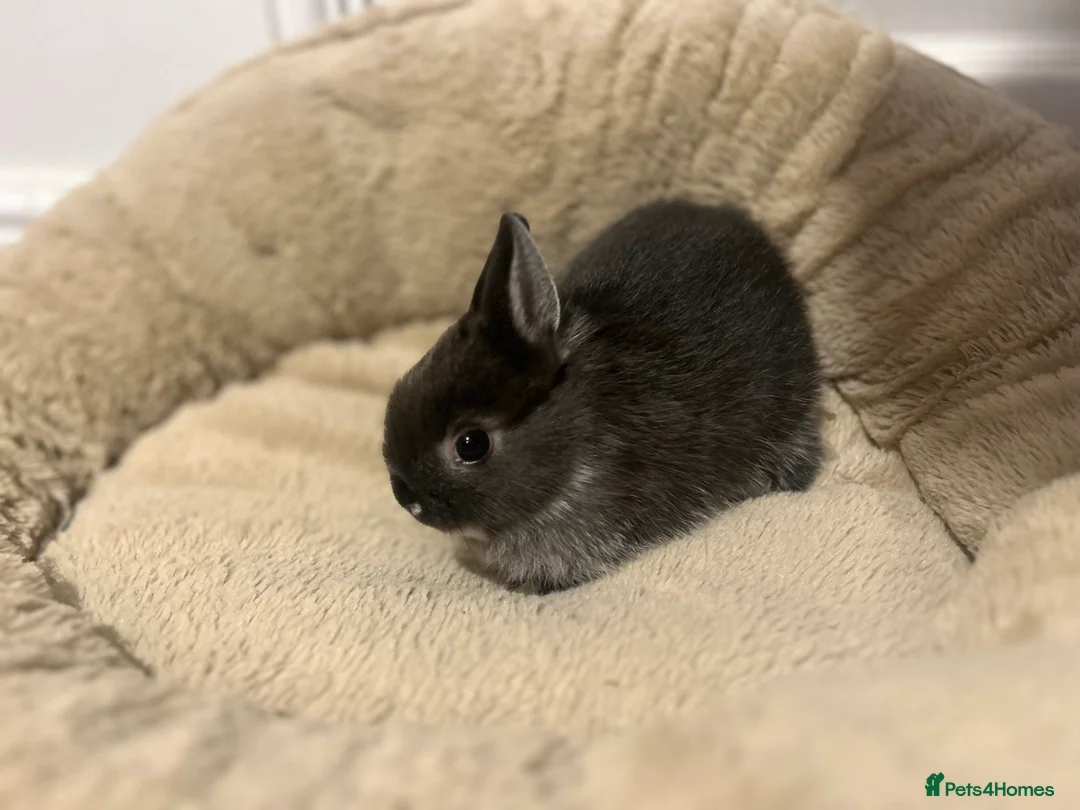 Netherland Dwarf rabbits for sale: 2 boys and 1 girl neverland dwarf rabbits  - Advert 3
