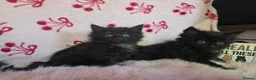 Maine Coon cats for sale: Maine coon - Advert 8
