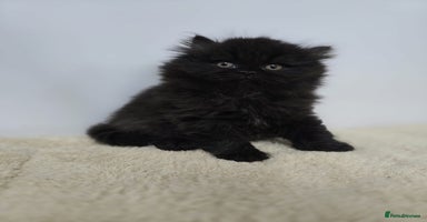 British Shorthair cats Gorgeous British Shorthair & Longhair Kittens - Advert 7