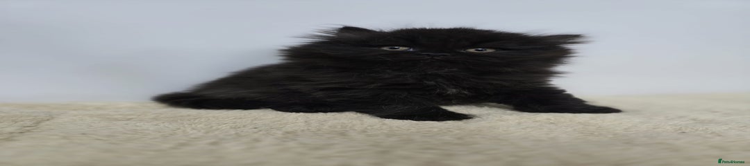 British Longhair Kitten 4