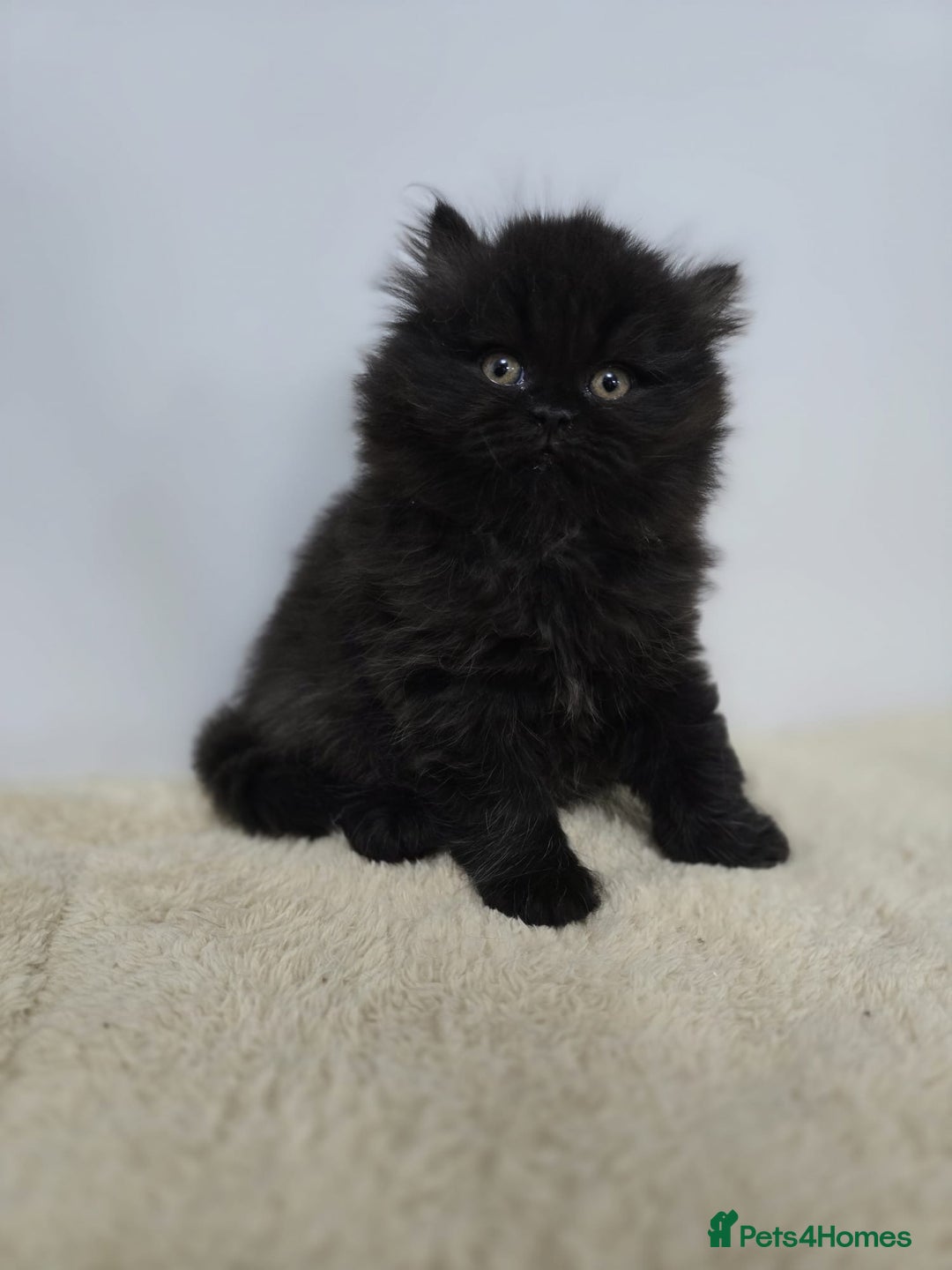 British Shorthair cats for sale: Gorgeous British Shorthair & Longhair Kittens - Advert 2