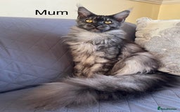 Maine Coon cats for sale: Pure Bred Maine Coon Kitten - Image 6