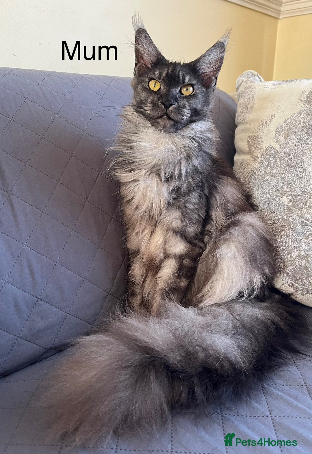 Maine Coon cats for sale: Pure Bred Maine Coon Kitten - Image 6