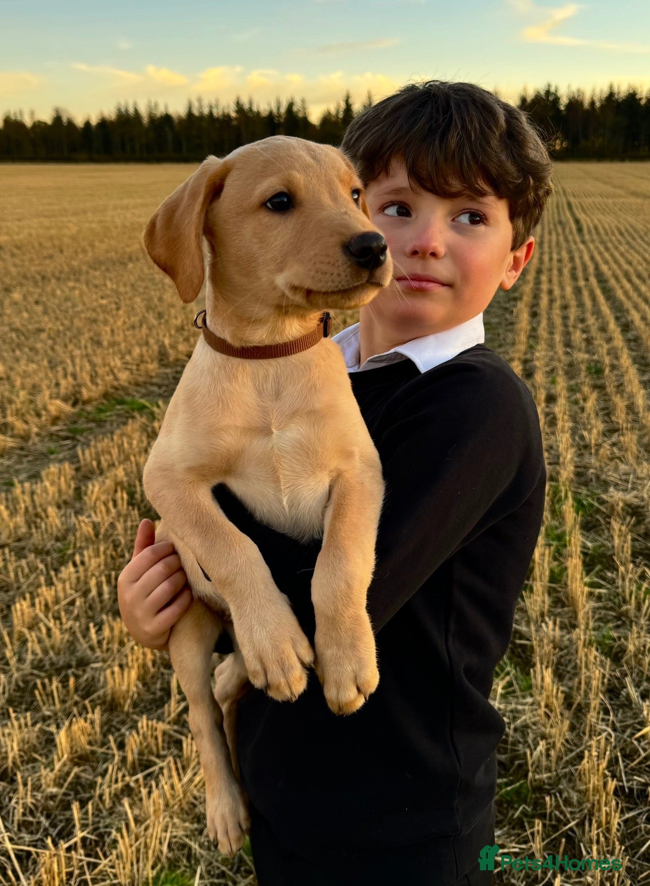 Labrador Retriever dogs Working Line Labrador Puppies  - Advert 1