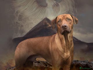 Rhodesian Ridgeback dogs Fully health tested proven KC stud in Rotherham - Advert 3