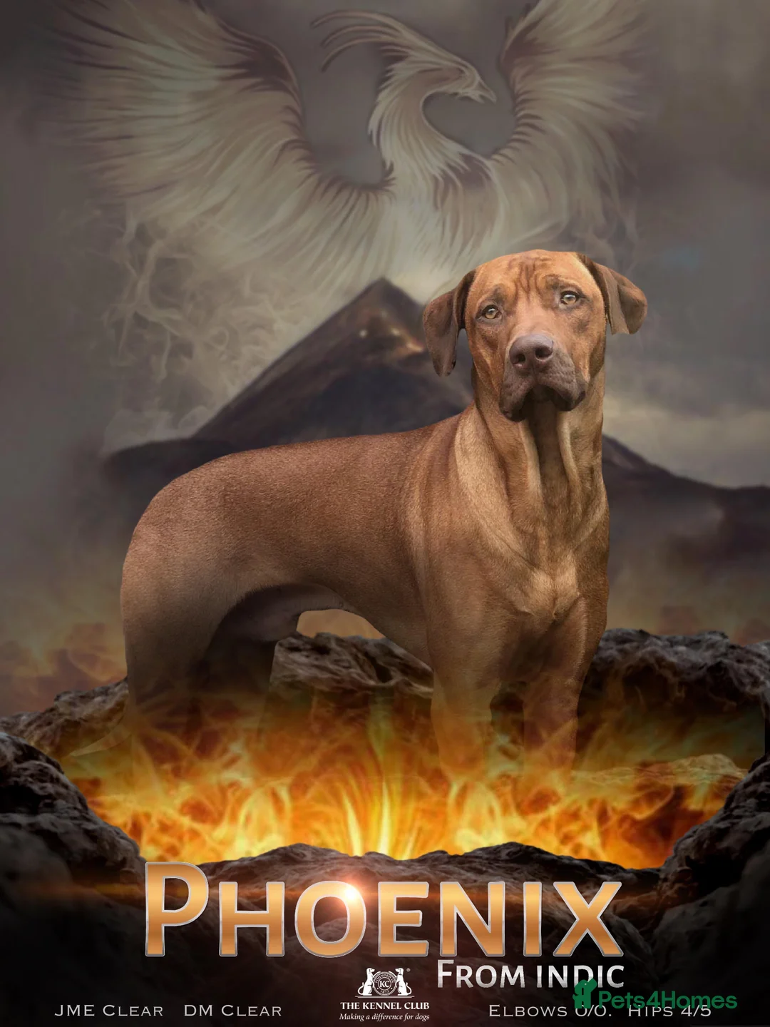 Rhodesian Ridgeback dogs for stud: Fully health tested proven KC stud  in Rotherham - Advert 1