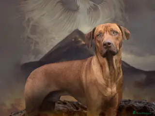 Rhodesian Ridgeback dogs Fully health tested proven KC stud in Rotherham - Advert 4