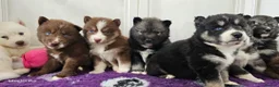 Siberian Husky dogs for sale: Ready to go ! Siberian Husky - Advert 28