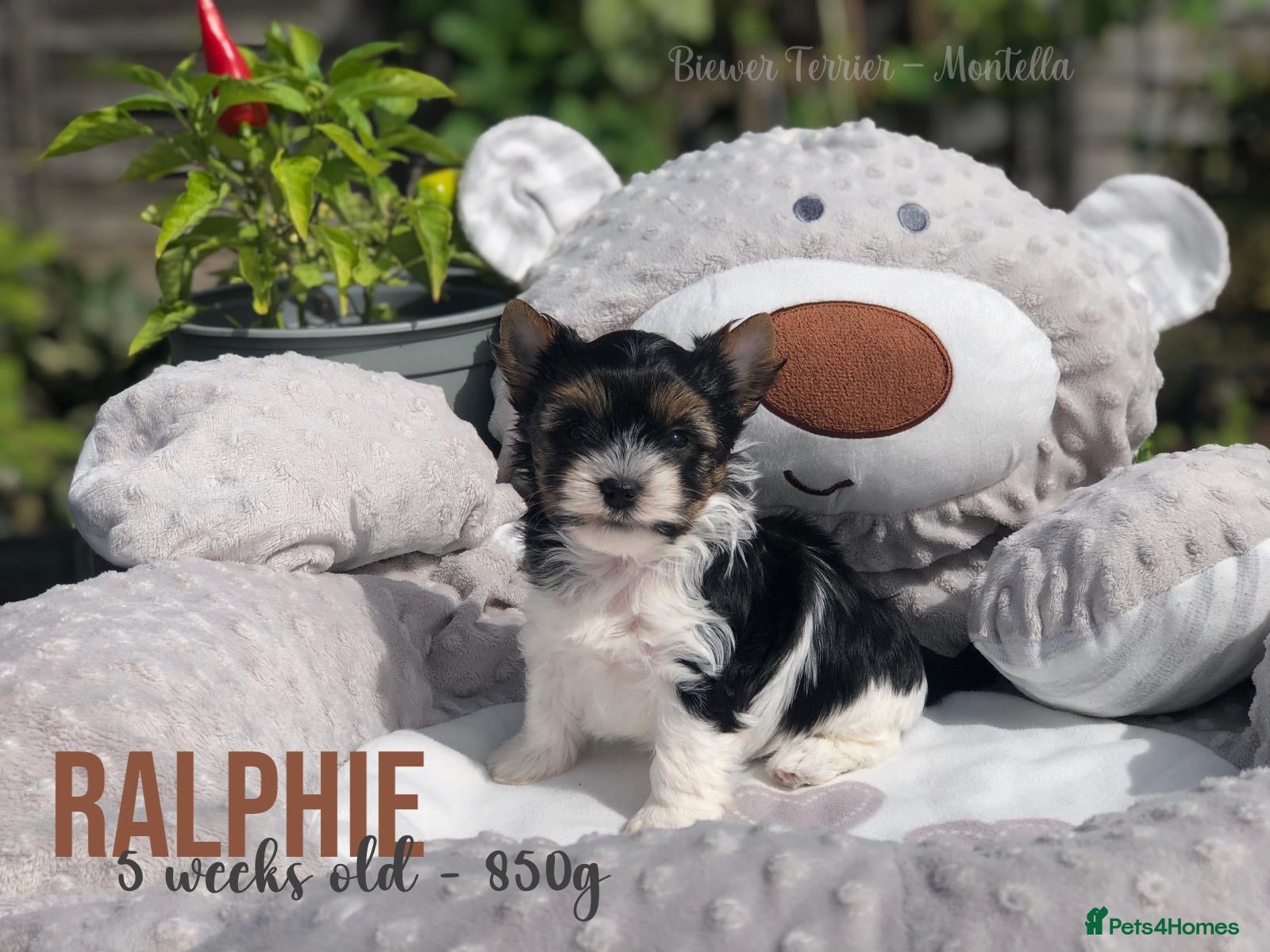 Yorkshire Terrier dogs Beautiful Litter of Six Biewer Terriers! - Advert 1