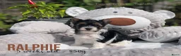 Yorkshire Terrier dogs for sale: Beautiful Litter of Six Biewer Terriers! - Advert 19