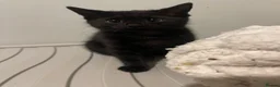 Brazilian Shorthair cats for sale: 3 Gorgeous Kittens  - Advert 5