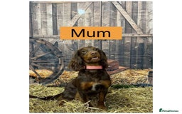 Cocker Spaniel dogs for sale: Beautiful litter - working cocker spaniels ❤️ - Image 3