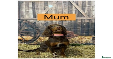Cocker Spaniel dogs - Advert 3