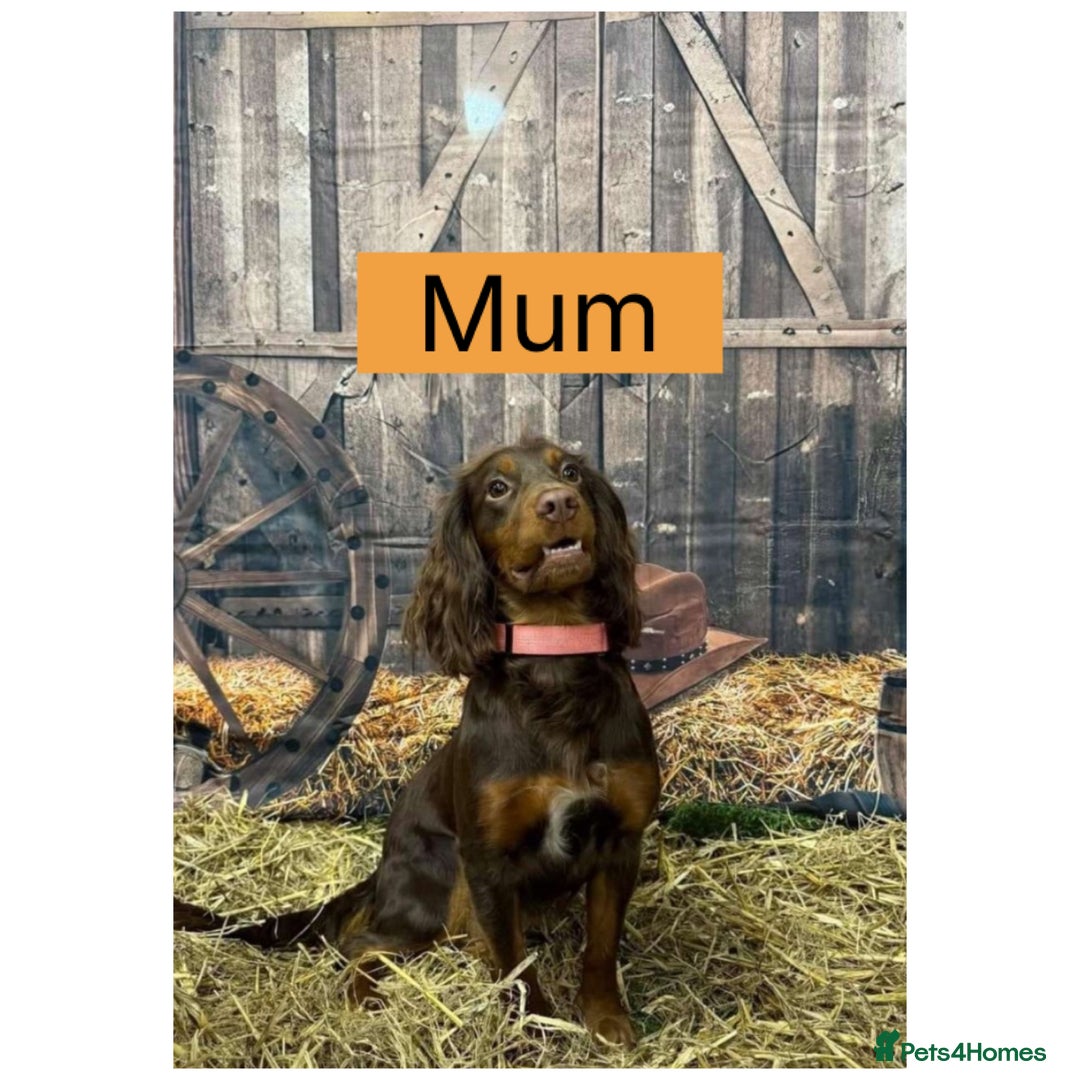 Cocker Spaniel dogs for sale: Beautiful litter - working cocker spaniels ❤️ - Image 3
