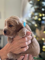 Cockapoo dogs Stunning F2 DNA health tested Cockapoo puppies - Advert 3