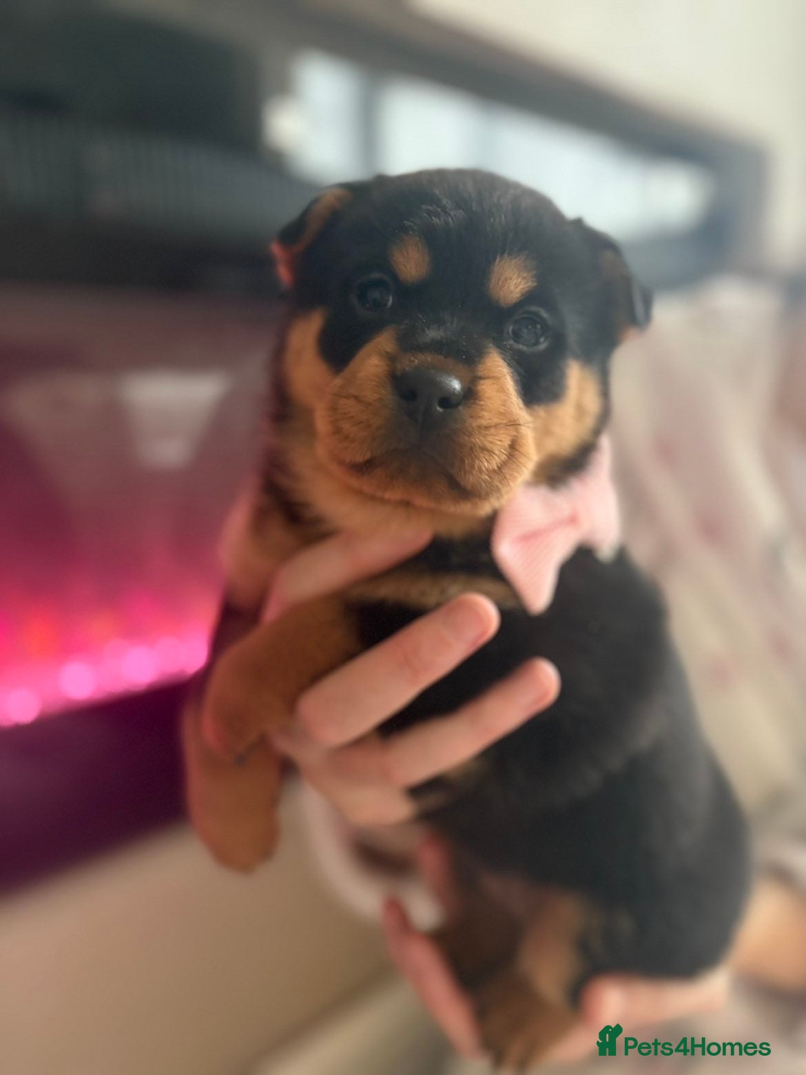 Mixed Breed dogs Rottweiler x chow chow puppies  - Advert 1