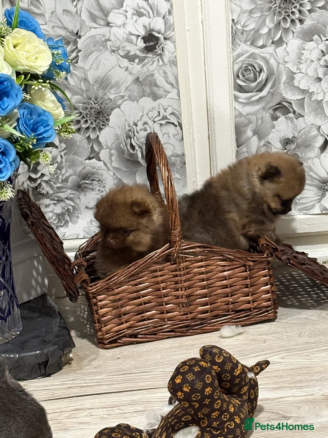 Pomeranian dogs for sale: 2 amazing boy Pomeranian puppies  - Advert 13