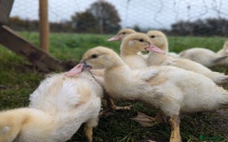Ducks poultry for sale: Muscovy ducklings - Image 2