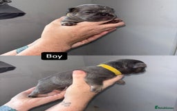 French Bulldog dogs for sale: Blue Lilac & Tan French bulldog Puppies  - Image 7