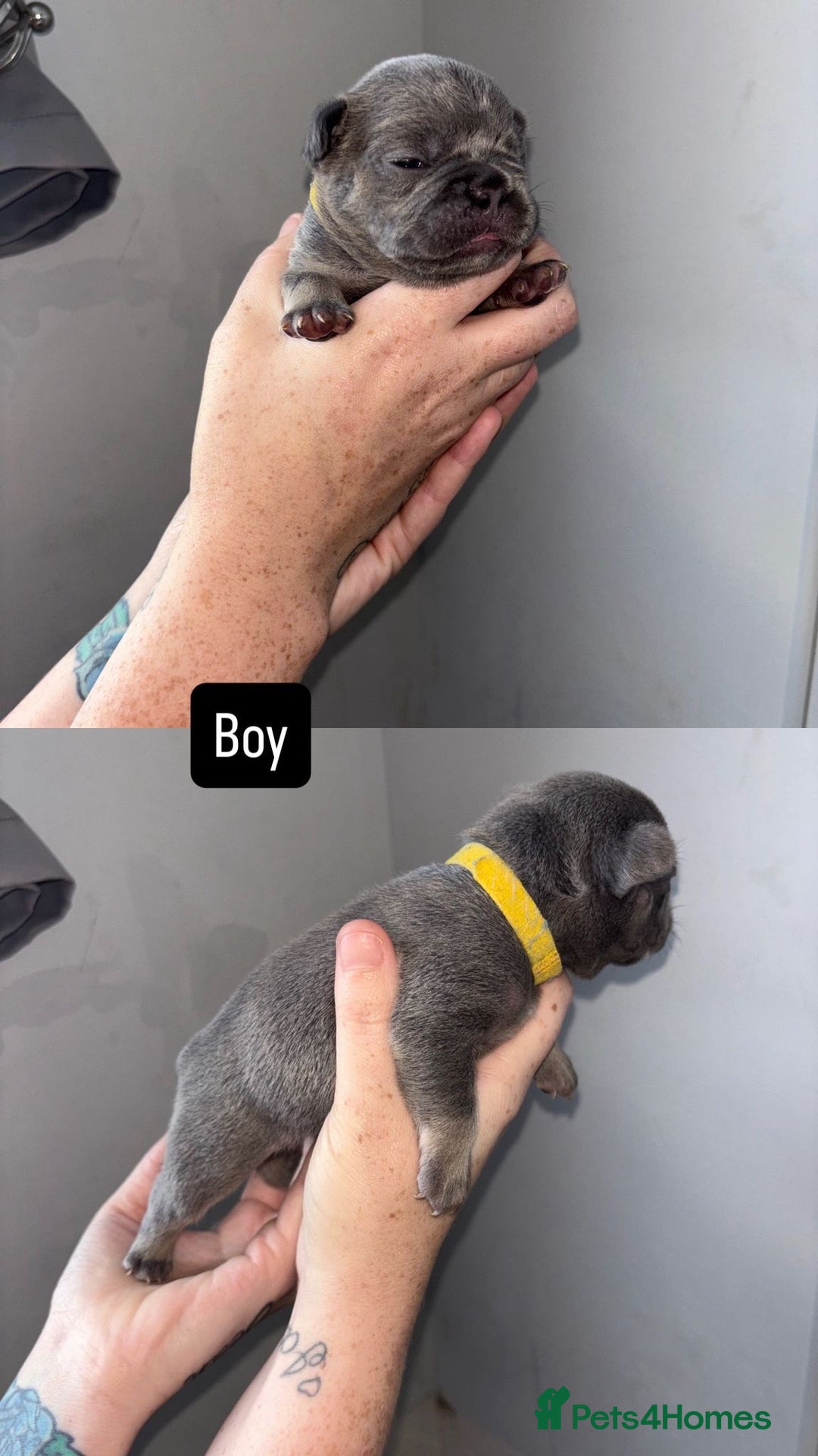 French Bulldog dogs for sale: Blue Lilac & Tan French bulldog Puppies  - Image 7