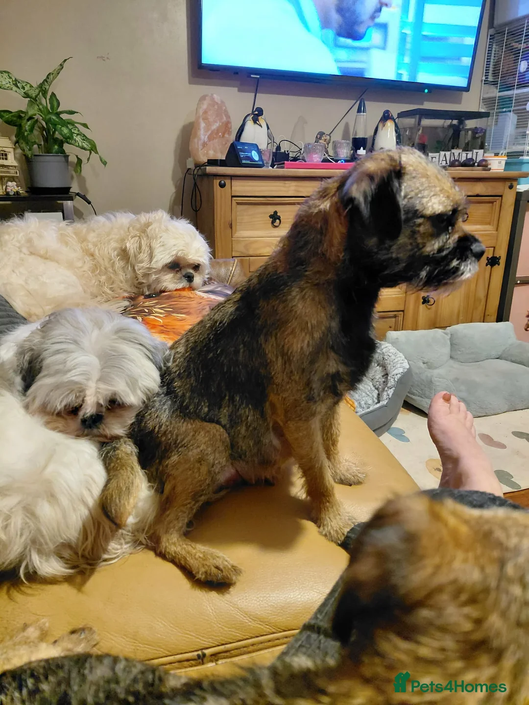 Border Terrier dogs for sale: Beautiful border terrier puppies  - Advert 1