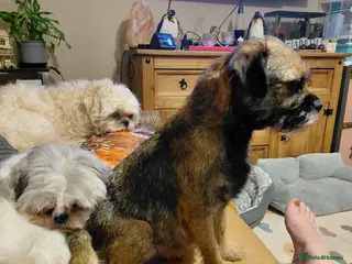 Border Terrier dogs Beautiful border terrier puppies - Advert 1
