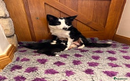 Border Collie dogs for sale: 🌿 Calm, child-friendly pups — beautiful nature - Image 7