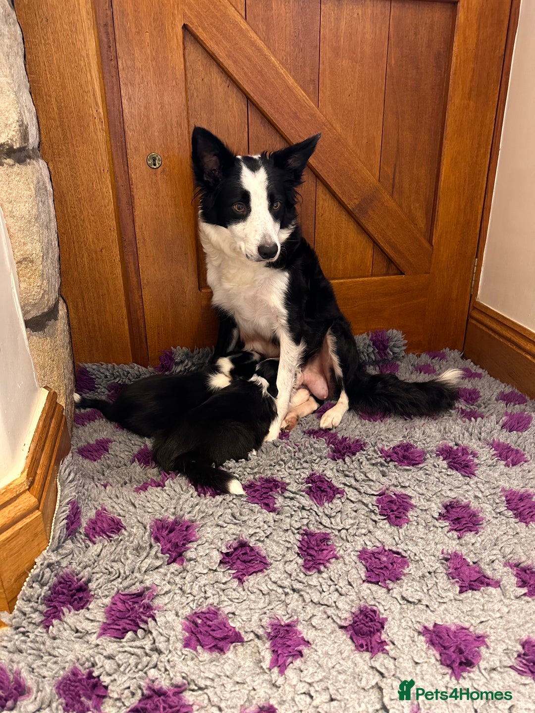 Border Collie dogs for sale: 🌿 Calm, child-friendly pups — beautiful nature - Image 7