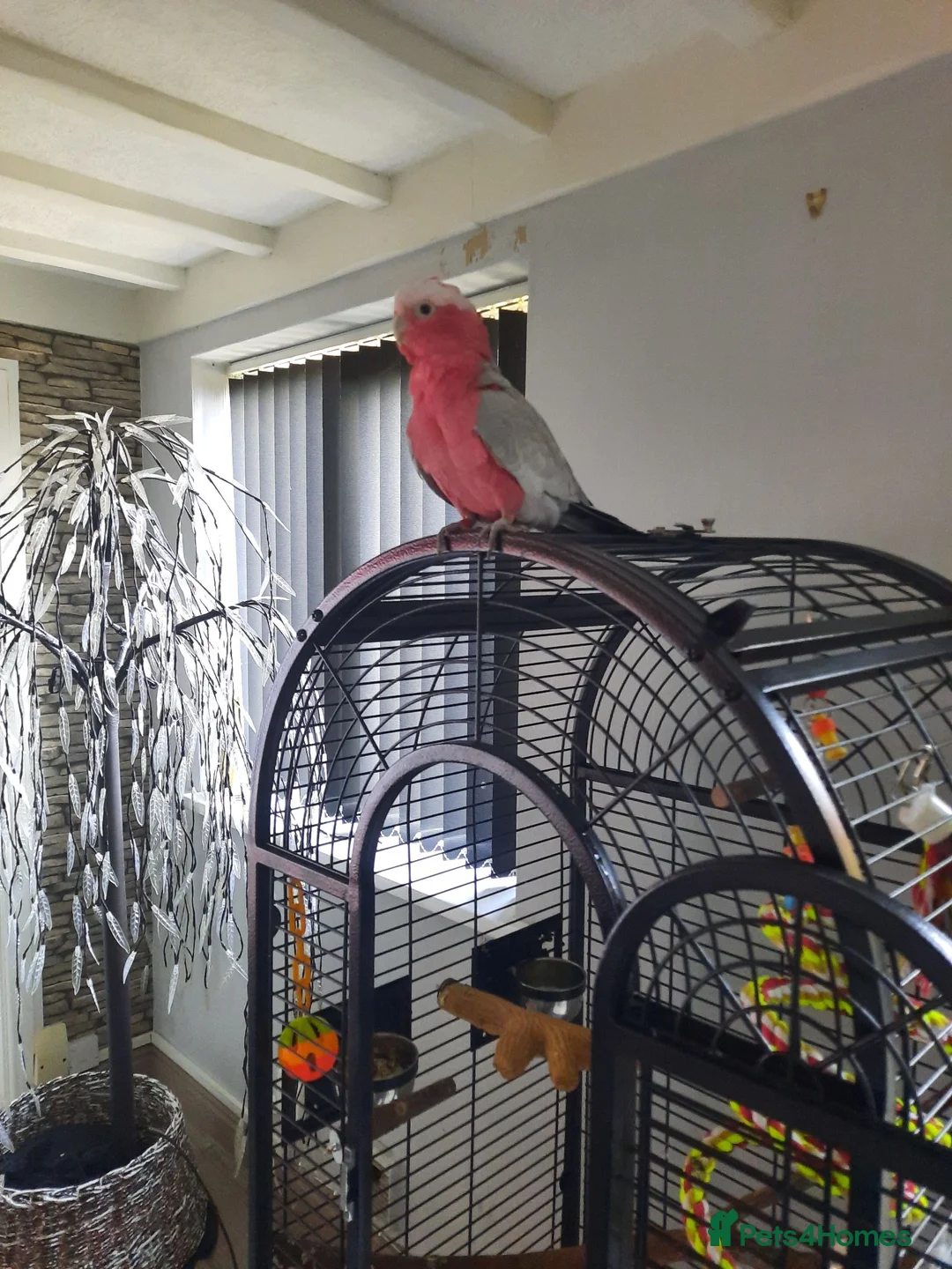 Cockatoo birds for sale: Galaha cockatoo  in Scunthorpe - Advert 2