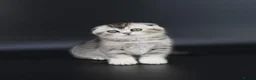 Scottish Fold cats for sale: LICENSED CATTERY PURE BREED TOP QUALITY KITTENS - Advert 34