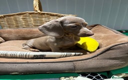 Miniature Dachshund dogs for sale: Outstanding Minature Dachshunds Puppies For Sale  - Image 11