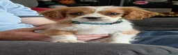 Cavalier King Charles Spaniel dogs for sale: Cavalier King Charles spaniel puppy  in Purfleet - Advert 4