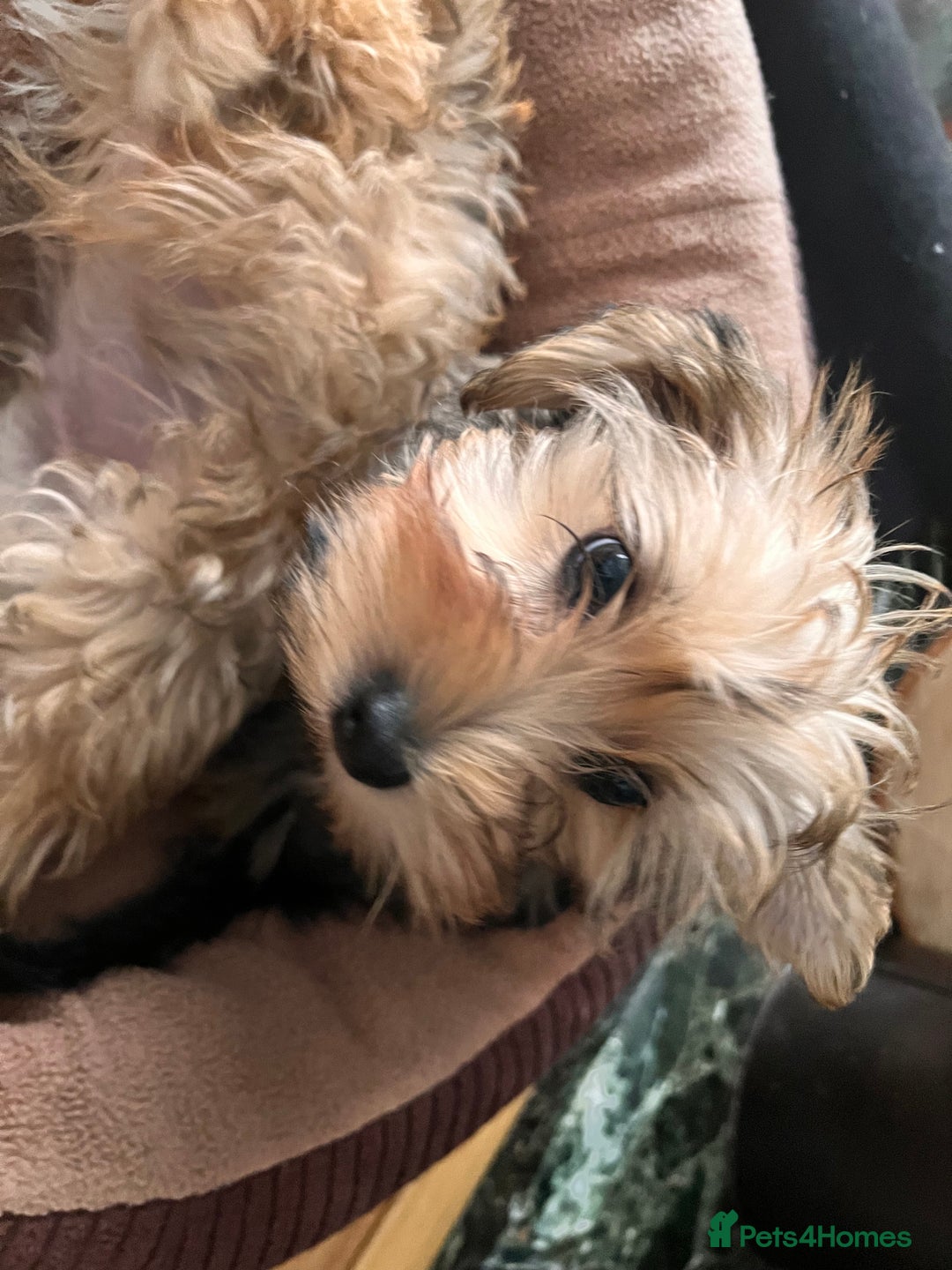 Yochon dogs for sale: Millies first litter  - Image 3