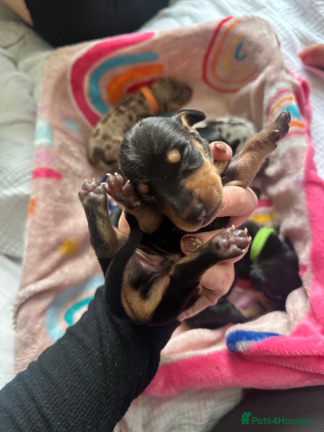Dachshund dogs for sale: Mini dachshunds - 1 girl available - Image 8