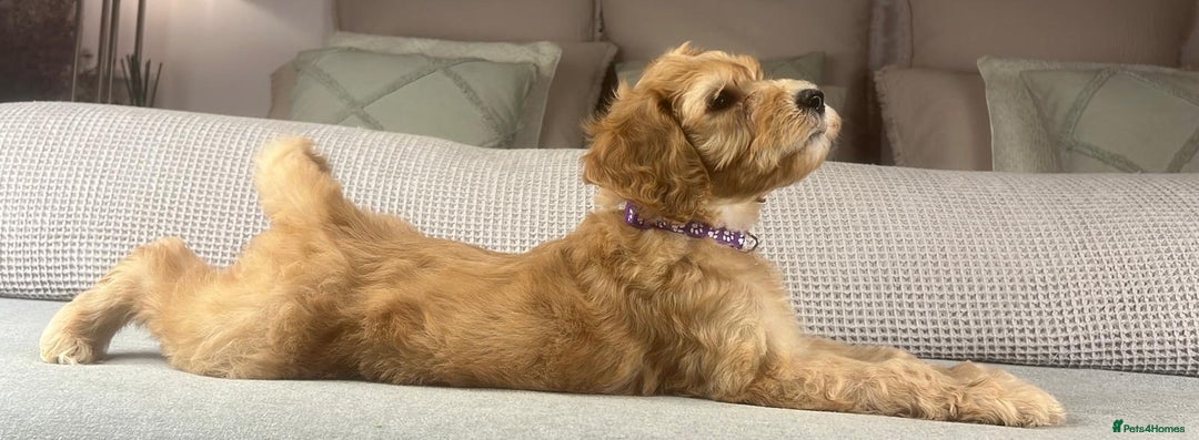 Irish Doodle dogs for sale: The perfect Doodle - Advert 36