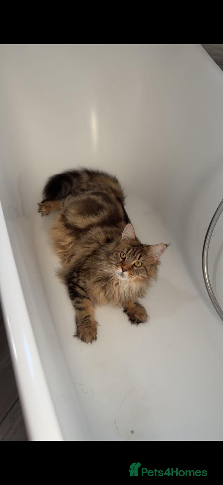 Maine Coon cats CHAMPION BLOODLINE KITTENS ❤️ - Advert 2