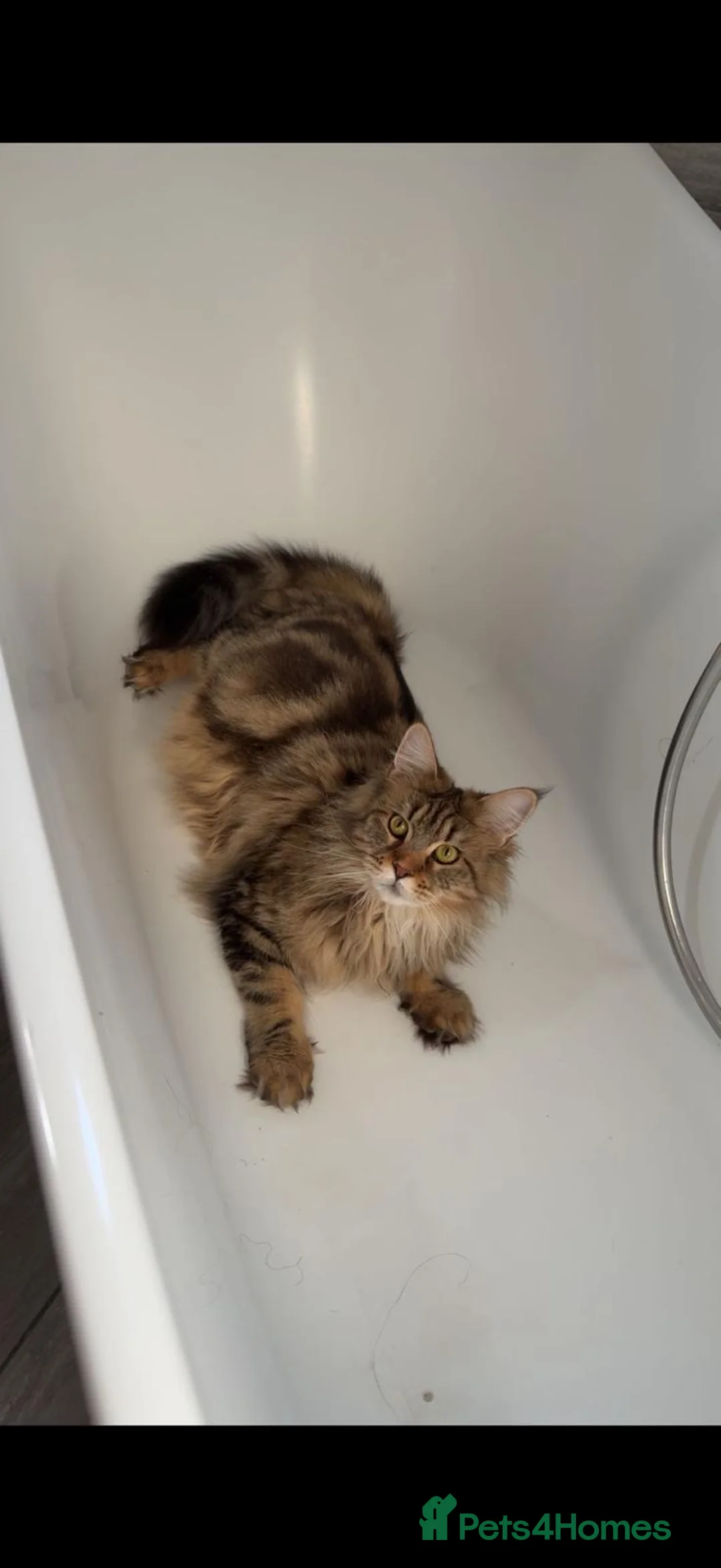 Maine Coon cats for sale: CHAMPION BLOODLINE KITTENS ❤️ - Advert 2