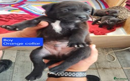 Mixed Breed dogs for sale: Beautiful litter of labrastaffs/staffadors - Image 14
