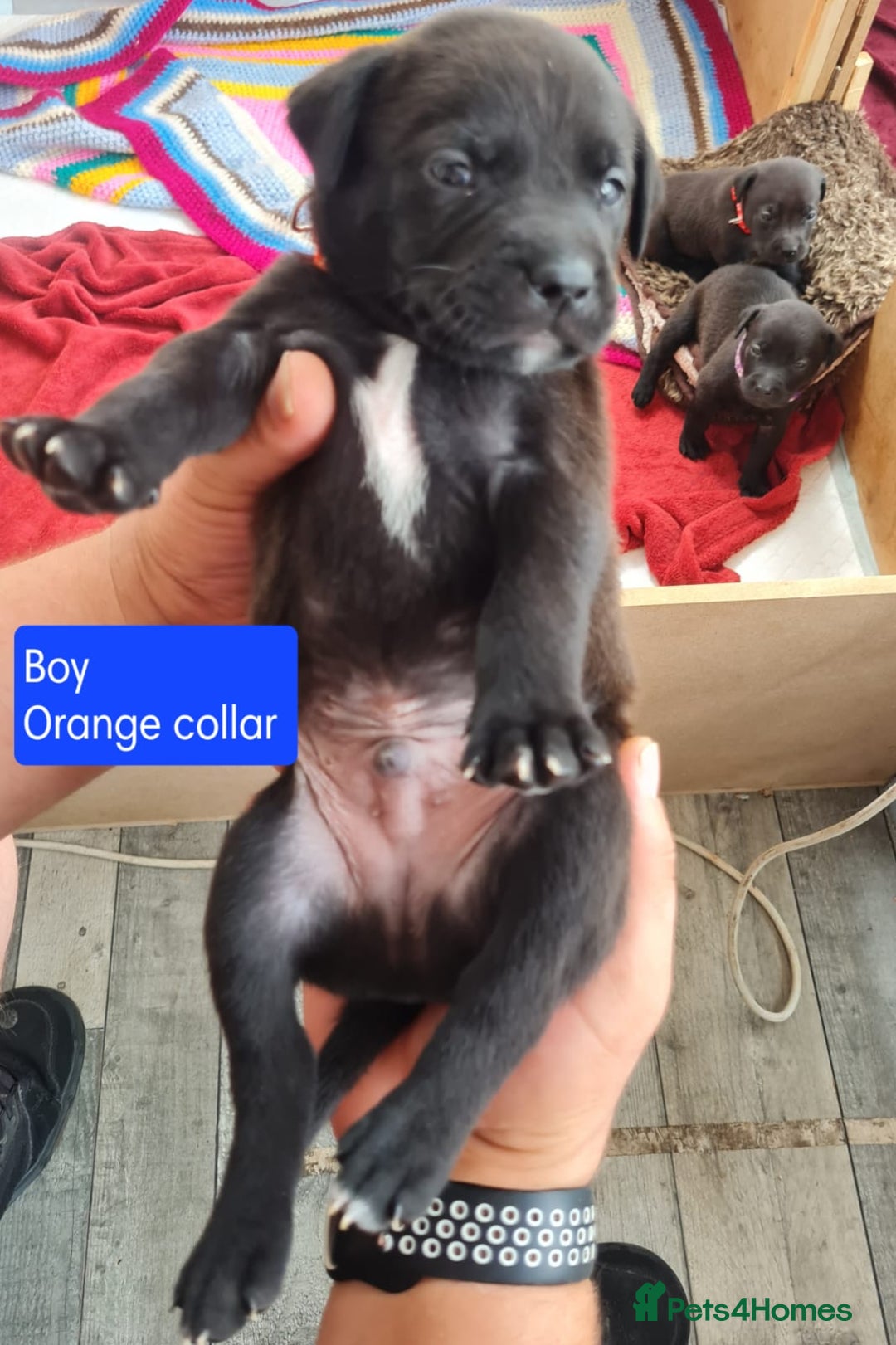 Mixed Breed dogs for sale: Beautiful litter of labrastaffs/staffadors - Image 14