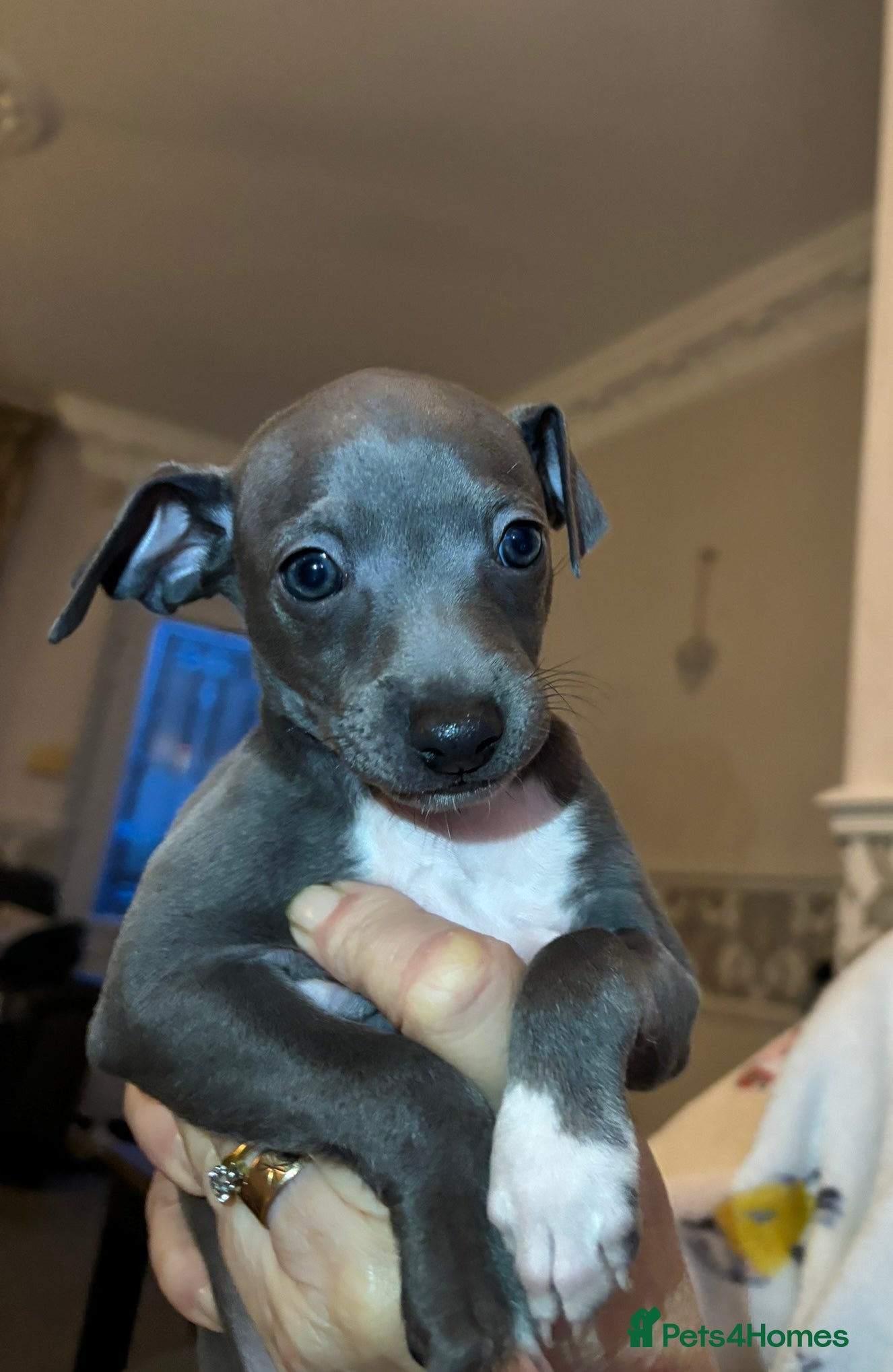 Italian Greyhound dogs Stunning Italian greyhound boy ready to leave now - Advert 14