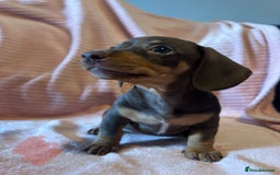 Miniature Dachshund dogs for sale: Miniature dachshunds - Image 15