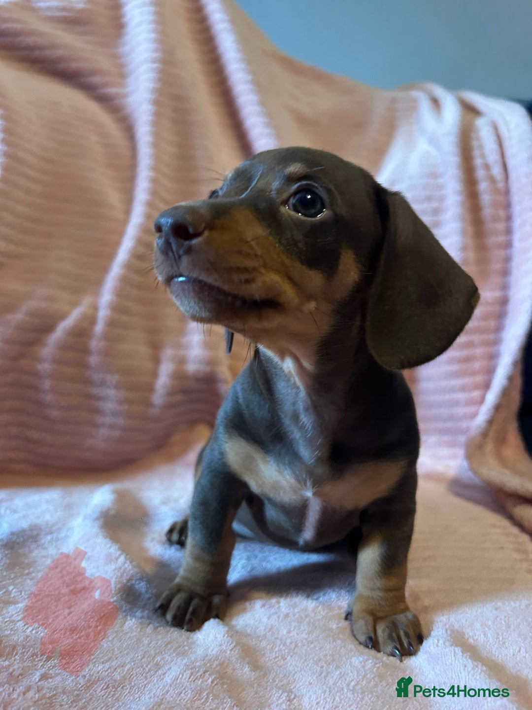 Miniature Dachshund dogs for sale: Miniature dachshunds - Image 15